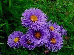 Aster Novi Angliae St Michael S Unusual Flowers Flower Photos Flowers