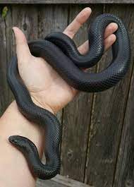 Mkmorphs Mexican Black Kingsnake Pet Snake Animals
