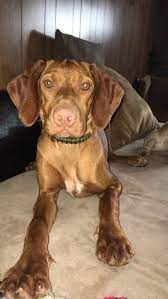 The pandemic has affected the city of columbus, ohio. 100 My Stuff Ideas Dogs French Bulldog Bulldog