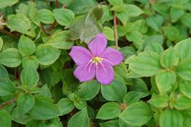 Image result for Dissotis