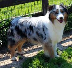 Just wanted to let you know she is the smartest dog with a great personality. Texas Miniature Australian Shepherd Puppies