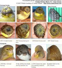We did not find results for: Gloster Canaries Beauty Of Birds