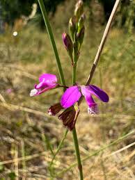 Image result for Penaeaceae