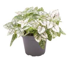 Image result for Hypoestes cancellata