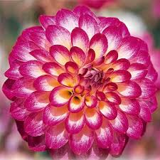 Pompon Dahlia Kalinka Dahlia Flower Farm Dahlia Flower