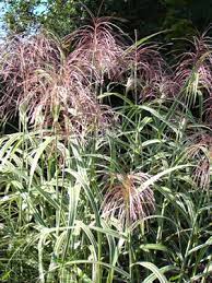 Cosmopolitan is a variegated maiden grass that has pale pink plumes. Cosmopolitan Miscanthus 3 Gallon Pot Ornamental Grass Ornamental Grasses Gardener Direct