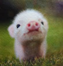 And I Shall Call Him Mine Pet Pigs Pig Pictures Animals And Pets