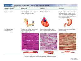 Muscle Tissues Skeletal Cardiac Smooth Muscle Muscle