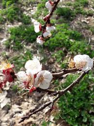 Image result for Prunus armeniaca
