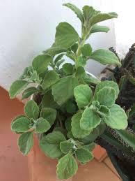 Image result for Coleus hadiensis