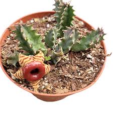 Image result for Huernia zebrina