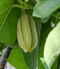 Image result for Aristolochia albida