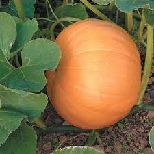 Image result for Cucurbita maxima