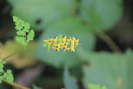 Image result for Corydalis mildbraedii