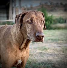 *excludes remote locations where surcharge of. Pet Express Pet Transport Shipping Pet Travel Delivery