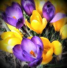 Yellow And Purple Pretty Flowers Beautiful Flowers Flowers