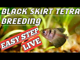 Pregnant Neon Tetra Fish - Youtube