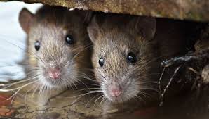 Taun, demam kepialu, jangkitan melalui udara: Awas Ini 7 Penyakit Yang Disebabkan Oleh Tikus