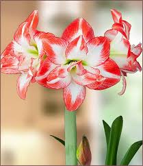 Image result for amaryllis