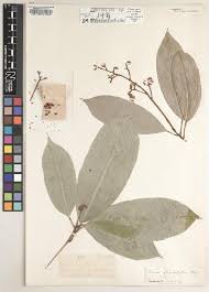 Image result for Asparagus migeodii