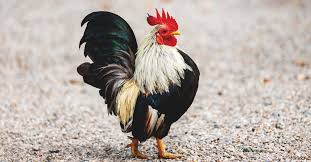 These are the small chickens that the sailors found originally in bantan indonesia. Old English Game Bantam Chicken Small And Showy Lawn Ornaments
