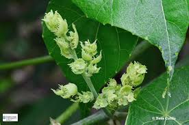 Image result for Macaranga capensis