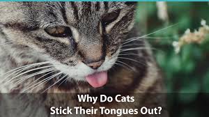 In truth, panting usually does not. Why Do Cats Stick Their Tongues Out 6 Surprising Cat Tongue Facts