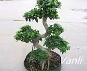 China S Shaped Ficus Microcarpa Bonsai Supplier and Company ...