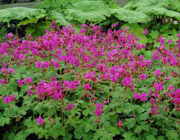 Hardy geranium are the true perennial geraniums, with long bloom seasons and a neat growth habit. Top 10 Flowers That Bloom All Year Pouted Com Ground Cover Plants Flowering Shade Plants Shade Plants