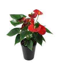 Anthurium Plant Anthurium Plant House Plants Money Tree Plant