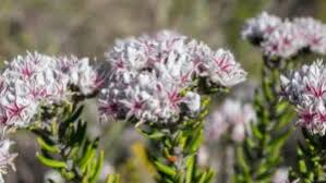 Image result for Selago cecilae