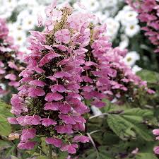 ~ flowers have survived on our hydrangea quercifolia shrubs longer this season than ever before. Gatsby Pink Oakleaf Hydrangea At Wayside Gardens