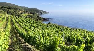 Le portail boursorama.com compte plus de 30 millions de visites mensuelles et plus de 290 millions de pages vues par mois, en moyenne. Tout Savoir Sur Le Vin Corse La Revue Du Vin De France