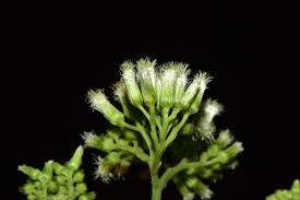 Image result for Microglossa