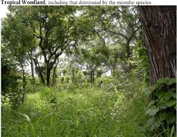 Image result for Rhynchosia pseudoviscosa