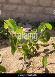 Image result for Ipomoea asarifolia