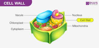 Ideally, plants cells should have lots of water within them. Cell Wall Definition Cell Wall Function Cell Wall Layers