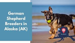 Check spelling or type a new query. 7 German Shepherd Breeders In Alaska Ak German Shepherd Puppies For Sale Animalfate
