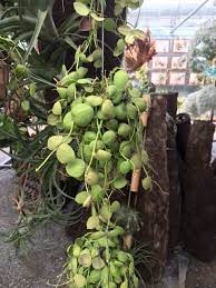 Dischidia Imbricata Num Choke Flower Plant Joinflower Joinfolia Www Joinfolia Com Hoya Plant Care Planting Succulents Hoya Plants