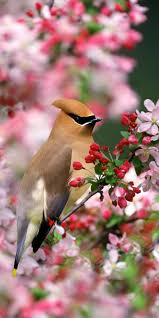 306,000+ vectors, stock photos & psd files. Flowers And Birds Wallpapers Wallpaper Cave