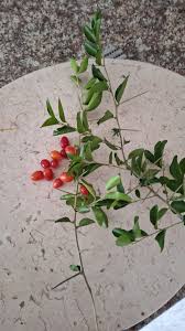 Image result for Dovyalis lucida