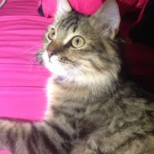 Rmrm Twitterissa Dammam Rest هذا مطعم ازال في دارين مول فطور شعبي رهيب العيب بس نفس المجمع حررر و ليتهم يحطون بس شوي ملح وشطه Http T Co Ltnwodajsm