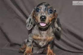 We raise both long and smooth coat miniature dachshunds. Jazlyn Dapple Female Miniature Dachshund Puppy Dachshund Puppies Dachshund Puppies For Sale Dapple Dachshund Puppy