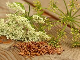 During the first year, the caraway leaves can be harvested and the roots eaten like parsnips. Digging Deeper Caraway Witchy Gypsy Momma