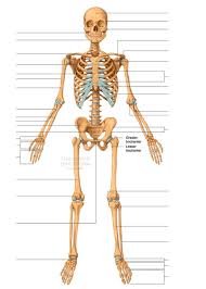 Check spelling or type a new query. Human Skeleton Anterior View Diagram Quizlet