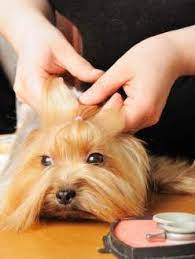 Yorkie Grooming Yorkshire Terrier Information Center