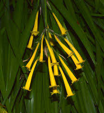 Image result for Cyrtanthus mackenii