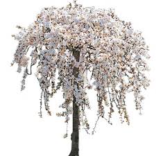 Weeping trees are characterized by soft, limp twigs. White Weeping Cherry Tree In Bloom By Lilipilyspirit On Deviantart