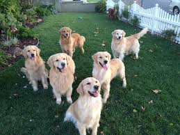 2 males and 4 females remaining from a litter of 8 puppies that are from akc registered parents and can also be registered with the akc. Home Autumnwind Golden Retrievers