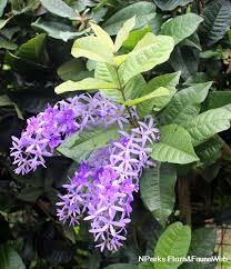 Image result for Petrea volubilis